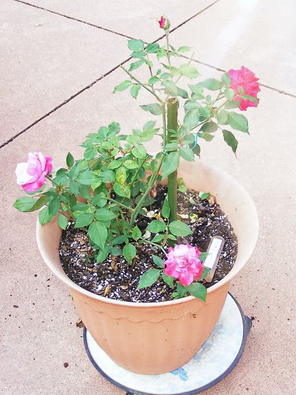 Archduke Charles photo 2013_08210056_zps7fcd7497.jpg